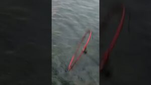 シンフォギア打ちたくなってきた🎣🐟 #海釣り #fishing #シーバス