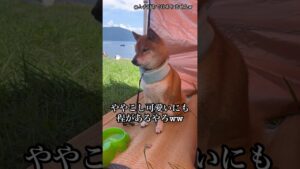 #面白い #柴犬 #うちの子が可愛すぎるシンフォギア #豆柴 #柴犬 #shiba #shibainu
