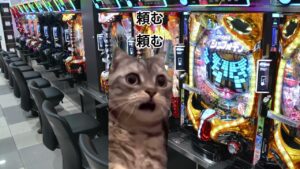 【実話】適応障害が味わう悲惨な就職活動５　#猫マニ　#猫ミーム　#パチンコ